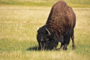 Amerikaanse buffels grazen op grassen in Zuid-Dakota foto