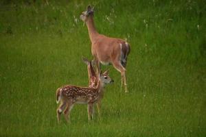 hinde met twee babyherten in een grasveld foto