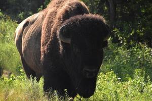 in het gezicht van een Amerikaanse buffel kijken foto