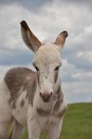 omhoog kijken in het gezicht van een baby burro foto