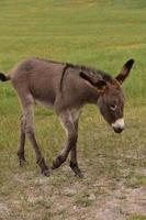 kronkelende schattige baby bedelende burro wandelen in een veld foto
