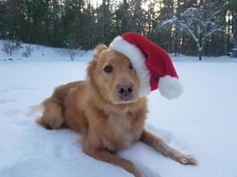 heel schattige kersthond met een hoed in de sneeuw foto
