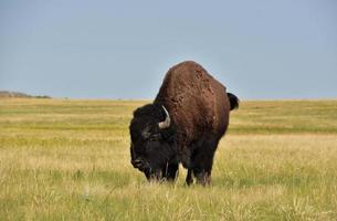 eenzame Amerikaanse buffels grazen op de vlakten foto