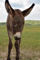 kostbare baby burro met lange oren in custer foto