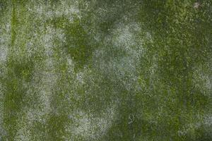 schimmels groene mos textuur abstracte achtergrond betonnen muur. roestige, grungy, gruizige vintage achtergrond foto