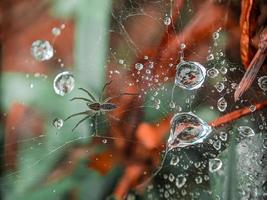 dauwdruppels op spinnenweb in de ochtend foto