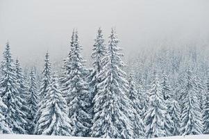 pijnbomen bedekt met sneeuw op de berg chomiak. prachtige winterlandschappen van de karpaten, oekraïne. majestueuze vorst natuur. foto