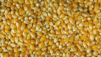 maïs zaden close-up achtergrondafbeelding. foto