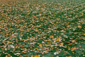 herfstbladeren op groen gras. textuur van gevallen gebladerte. groene en gele kleuren. seizoensgebonden pittoreske achtergrond. landschap foto