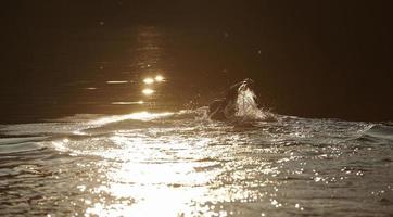 triatlonatleet die op meer in zonsopgang zwemt die wetsuit draagt foto