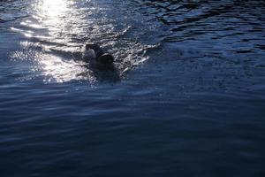 triatlonatleet die op meer in zonsopgang zwemt die wetsuit draagt foto