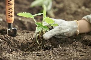 een hand in een tuinhandschoen plant aardbeienstruik. het begrip tuinieren. foto