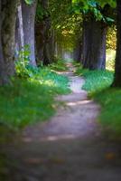 landweg door boomsteeg in foto