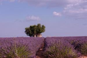 paarse lavendel bloemen veld met eenzame boom foto