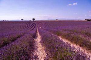 paarse lavendel bloemen veld met eenzame boom foto