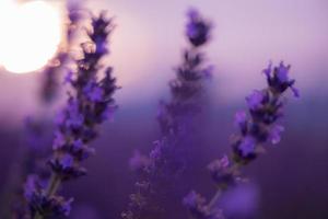 close-up paars lavendelveld foto