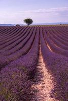 paarse lavendel bloemen veld met eenzame boom foto