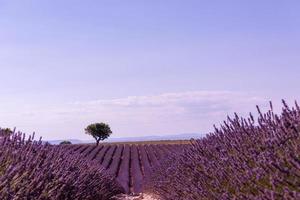 paarse lavendel bloemen veld met eenzame boom foto