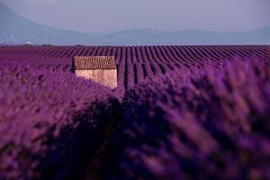 stenen huis bij lavendelveld foto