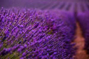 close-up struiken van lavendel paarse aromatische bloemen foto