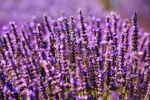 close-up struiken van lavendel paarse aromatische bloemen foto