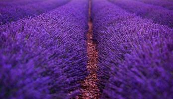 lavendel veld frankrijk foto