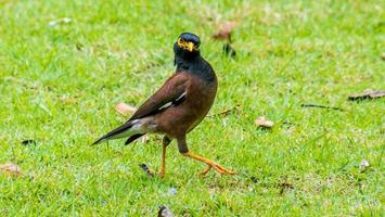 gewone myna wandelen in het park foto