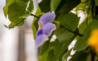 Bengaalse trompetbloem, mooie blauwe Bengaalse trompetbloem in de tuin foto