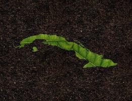Cuba kaart gemaakt van groene bladeren op bodem achtergrond ecologie concept foto