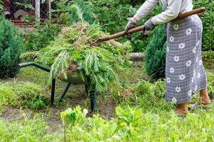 een vrouw uit haar tuin laadt onkruidplanten met metalen hooivorken in een tuinkruiwagen. foto