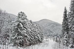 pijnbomen bedekt met sneeuw in de Karpaten. prachtige winterlandschappen. vorst natuur. foto