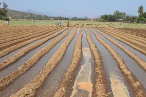 het geploegde landbouwveld waarop aardappelen groeien foto