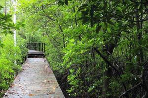 houten pad weg tussen het mangrovebos, thailand foto