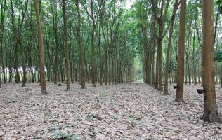 para rubberboomtuin in het zuiden van thailand foto