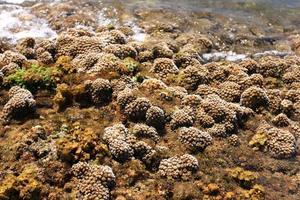 koralen in ondiepe wateren tijdens eb voor de kust, thailand foto