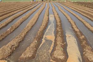 het geploegde landbouwveld waarop aardappelen groeien foto