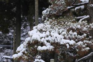 winters tafereel, sneeuw op dennentakken. foto