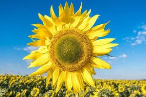 felgele zonnebloemen in volle bloei in de tuin voor olie verbetert de gezondheid van de huid en bevordert de celregeneratie foto