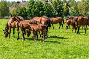 kudde elite paarden graast op het gazon in de buurt van bos foto