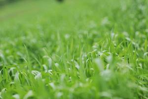 uitzicht op groen gras foto