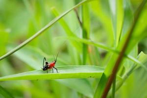 een klein insect dat 's avonds op groen gras foerageert. foto