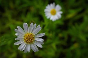 witte margrietbloem geboren langs de weg foto