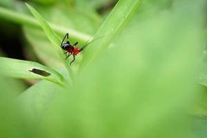 een klein insect dat 's avonds op groen gras foerageert. foto