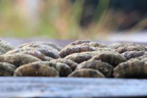 zeekomkommer buiten drogen foto