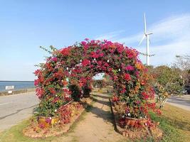 bloem plant verse omgeving buiten natuur in de zomervakantie fotografie beelden foto