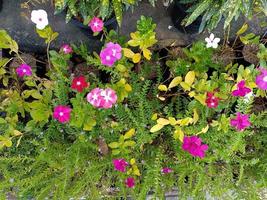 bloem plant verse omgeving buiten natuur in de zomervakantie fotografie beelden foto