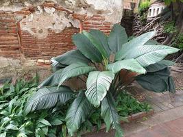 planten botanisch tropisch blad groei natuur milieu ecologie tuinieren achtergrond landschap lente beelden foto