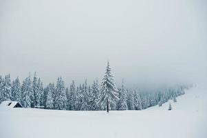 pijnbomen bedekt met sneeuw op de berg chomiak. prachtige winterlandschappen van de karpaten, oekraïne. vorst natuur. foto