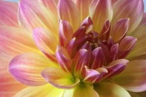 een close up van een dahlia foto