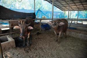 buffel op de boerderij foto